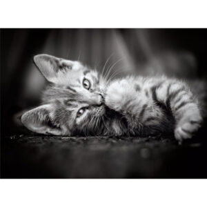 Kitty puzzle 1000pcs